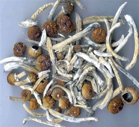 Exploring the Black Market of Magic Mushrooms: Price and Quality Considerations